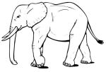 elephant coloring page